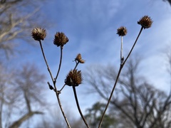 Verbesina alternifolia