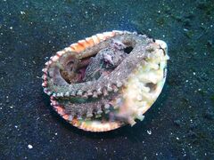 Amphioctopus marginatus