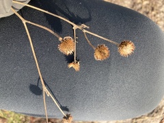 Verbesina alternifolia