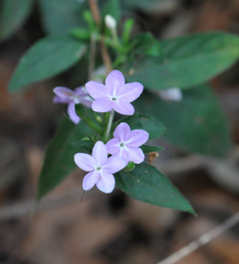 Pseuderanthemum