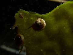 Crepipatella lingulata