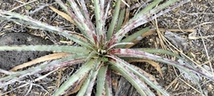 Hechtia