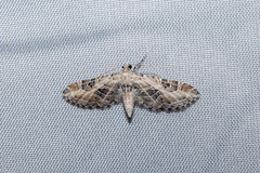 Eupithecia scalptata