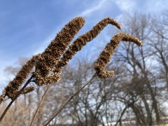 Agastache scrophulariifolia