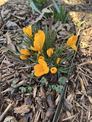 Crocus chrysanthus