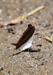 Marpesia zerynthia
