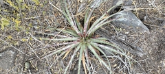 Hechtia