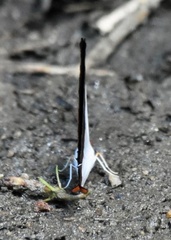 Marpesia zerynthia