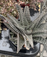 Gasteria carinata