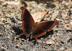 Marpesia zerynthia