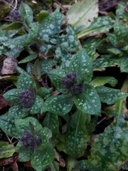 Pulmonaria