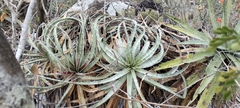 Hechtia