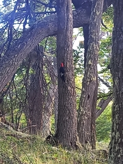 Campephilus magellanicus