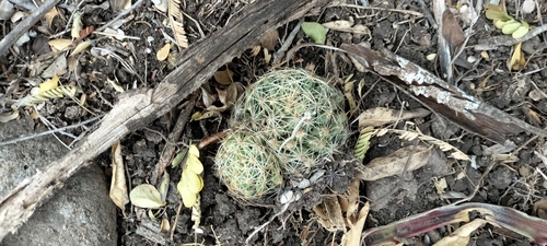 Image of Mammillaria sphaerica by (c) Tereso Hernández Morales, some rights reserved (CC BY)