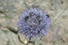 Globularia