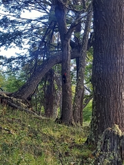 Campephilus magellanicus