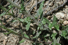 Globularia