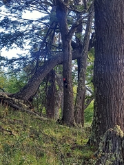 Campephilus magellanicus