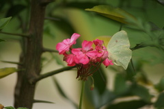 Phoebis neocypris