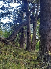 Campephilus magellanicus