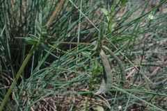 Ornithopus compressus