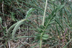 Ornithopus compressus