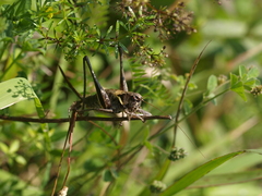 Pholidoptera aptera slovaca