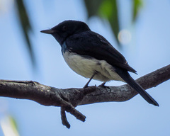 Myiagra cyanoleuca