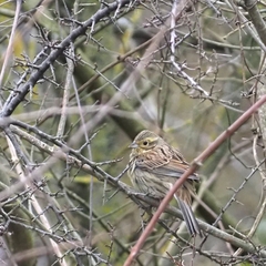 Emberiza cirlus