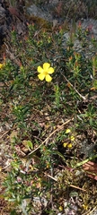 Cistus calycinus