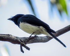 Myiagra cyanoleuca