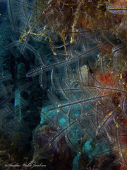 Macrorhynchia philippina