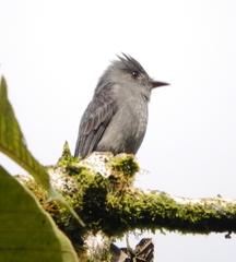 Contopus fumigatus