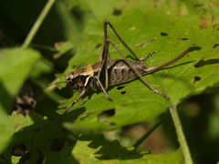 Pholidoptera aptera slovaca
