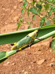 Zonocerus variegatus