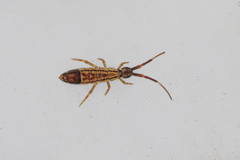 Orchesella flavescens