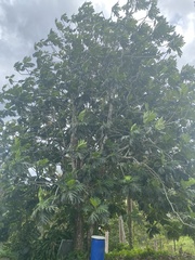 Artocarpus