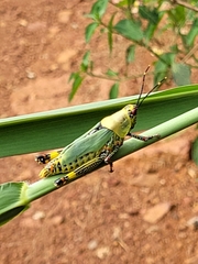 Zonocerus variegatus