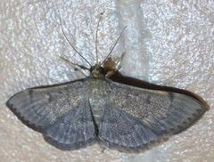 Omiodes decisalis