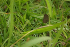 Hermeuptychia hermes