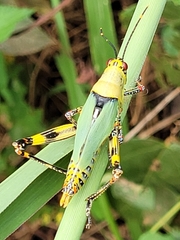 Zonocerus variegatus