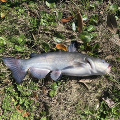 Ameiurus catus