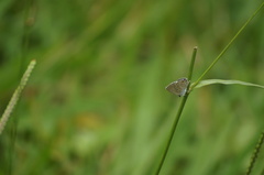 Hemiargus hanno