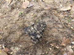 Rabdophaga strobiloides