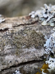 Melanohalea exasperata