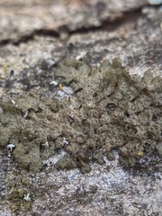 Melanohalea exasperata