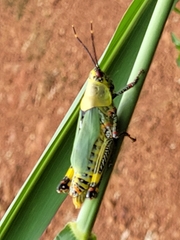 Zonocerus variegatus