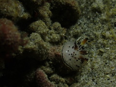 Acanthodoris rhodoceras