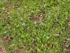Erodium cicutarium