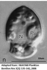 Heterocapsa rotundata